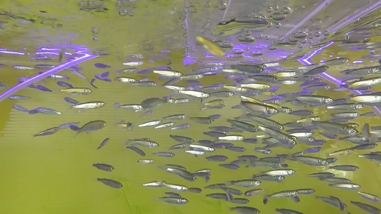 意外と綺麗なボラの稚魚 Youtube