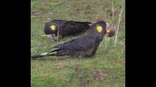 Cheeky Yellow-Tailed Black Cockatoos Breaking open Pine Cones