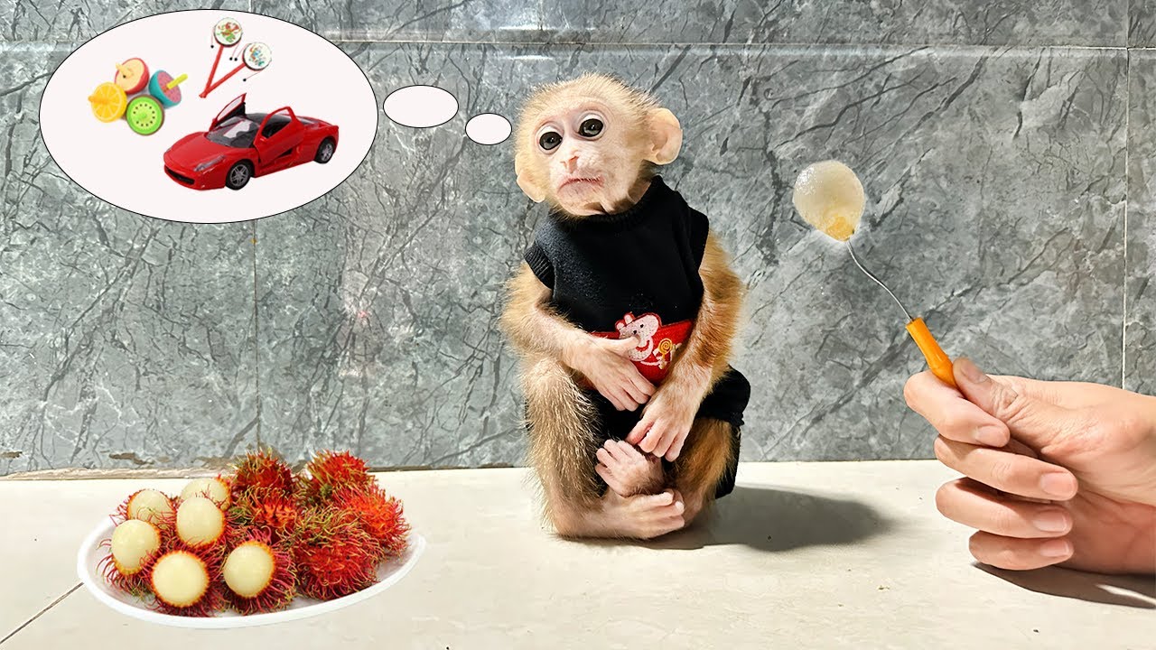 Little Boll Boll the monkey dreams of toys , can Daddy Dong comfort him