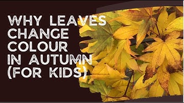 Why leaves change colour in autumn (for kids)