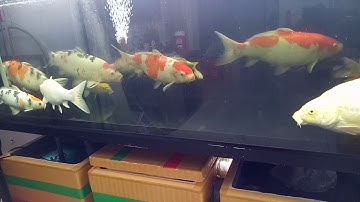 cá koi hồ kính sử dụng hệ thống hút overlow