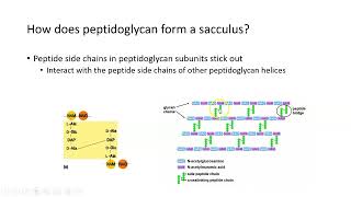 Bacterial Cell Walls: Peptidoglycan and its Synthesis
