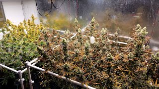 10/14 Light Cycle - Flowering Hermie's Worth It? - Zero Maintenance Growing - Athena Fade - Day 57