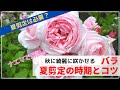 バラ夏剪定時期とコツ【綺麗に咲かせる】