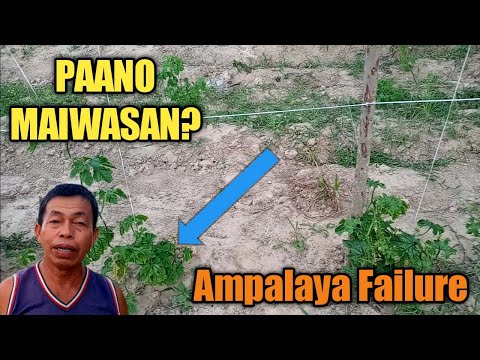 Video: Crabapple Fertilizer Kailangan – Magkano ang Dapat Mong Pakanin sa Isang Crabapple Tree