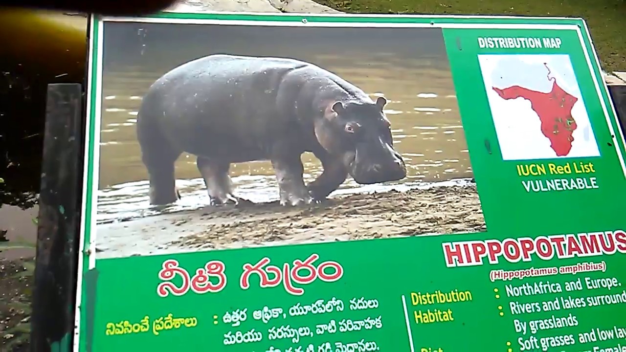 blue fox vibrax Hippopotamus & Crocodile in the water ponds at zoo park Hyderabad