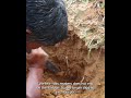 सामान्य माटोमा होइन… धमिरा (termites) को mound भित्रै उम्रिएको रहस्यमयी च्याउ 🍄 #shorts