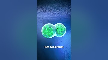 How Identical Twins Are Conceived 🤔