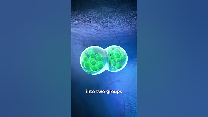 How Identical Twins Are Conceived 🤔
