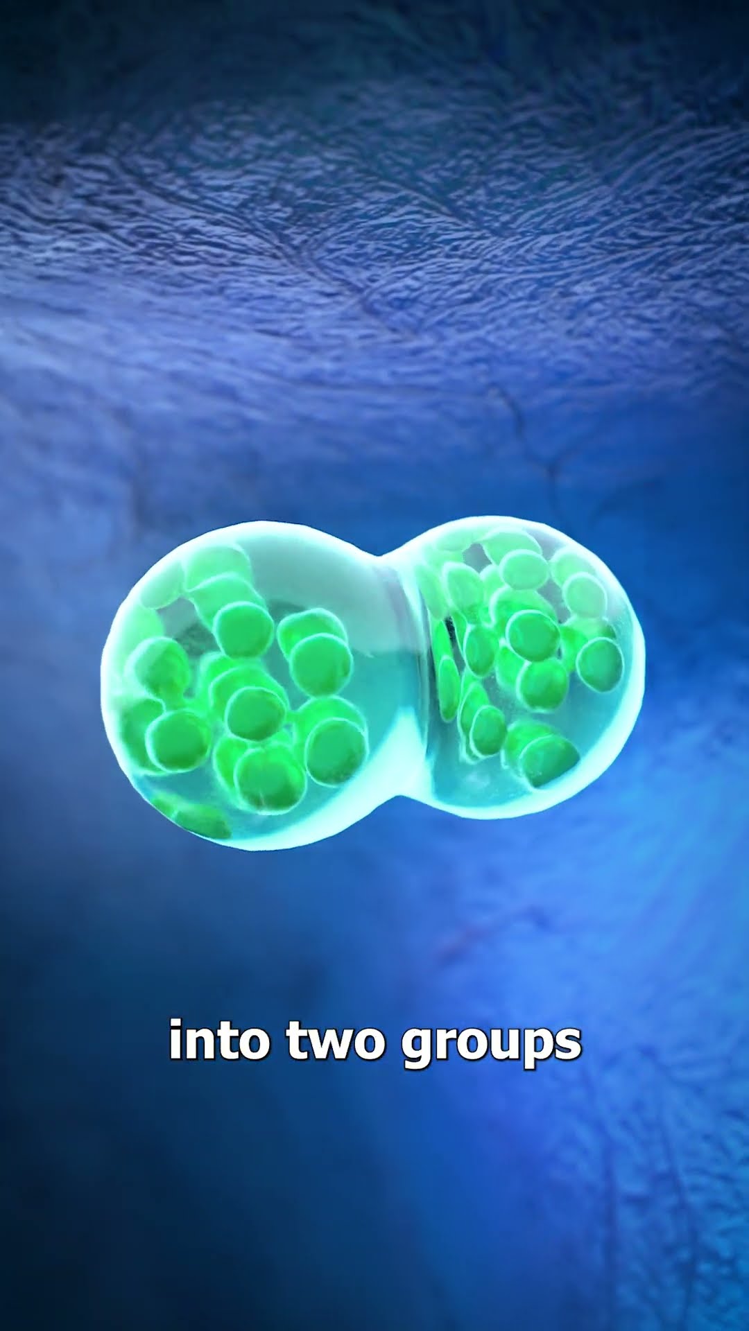 How Identical Twins Are Conceived ?