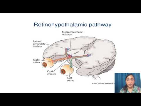 circadian rhythm