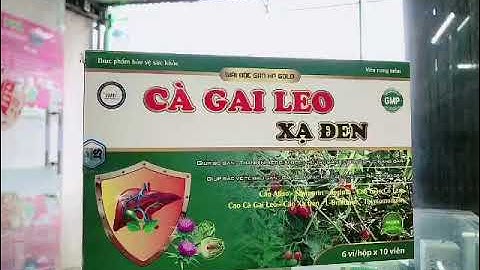 Cà gai leo xạ đen giúp hỗ trợ chức năng gan, bảo vệ tế bào gan, mát gan...