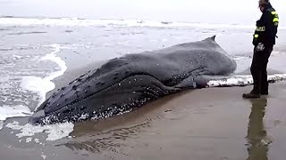 A group of locals jumped into the surf to make valiant effort save
beached whale in peru's lambayeque on tuesday. they pushed whale's
sides and...