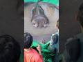 Largest freshwater fish - 330 kilogram stingray from Cambodia