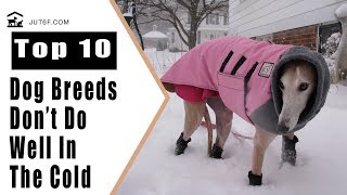 Top 10 Dog Breeds That Don’t Do Well In The Cold by Just6F 1,794 views 6 years ago 6 minutes, 34 seconds