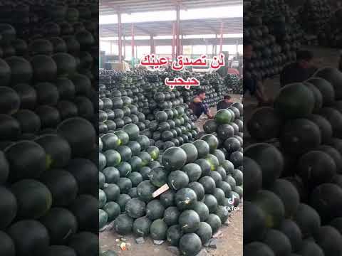 ماشاء الله هنجر مثل ماهو كله حبحب اجمل ماشفت