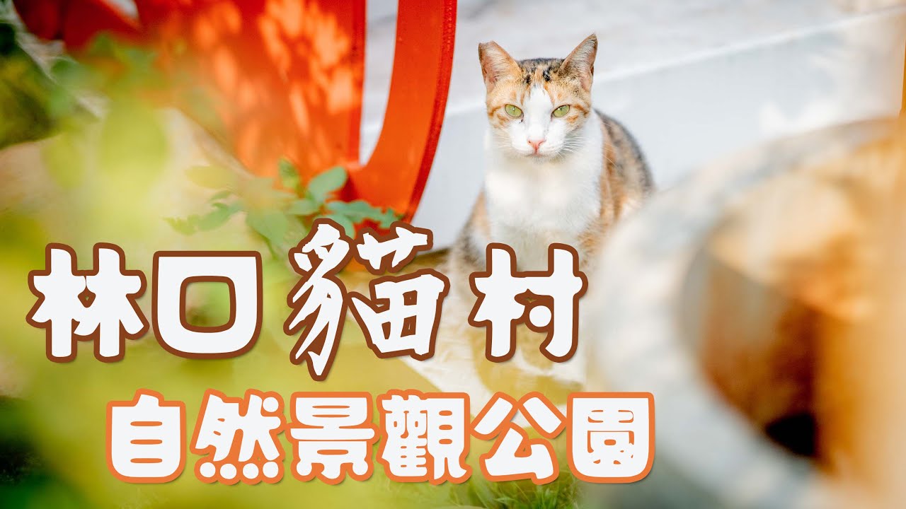 「貓村—和自然共生」林口共生園區 | #浪浪 #流浪動物 #貓 #共生園區