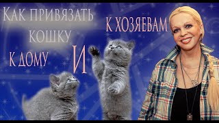 магия кошки магия кошки