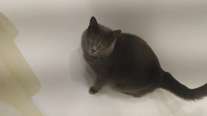 Котик хочет внимания))