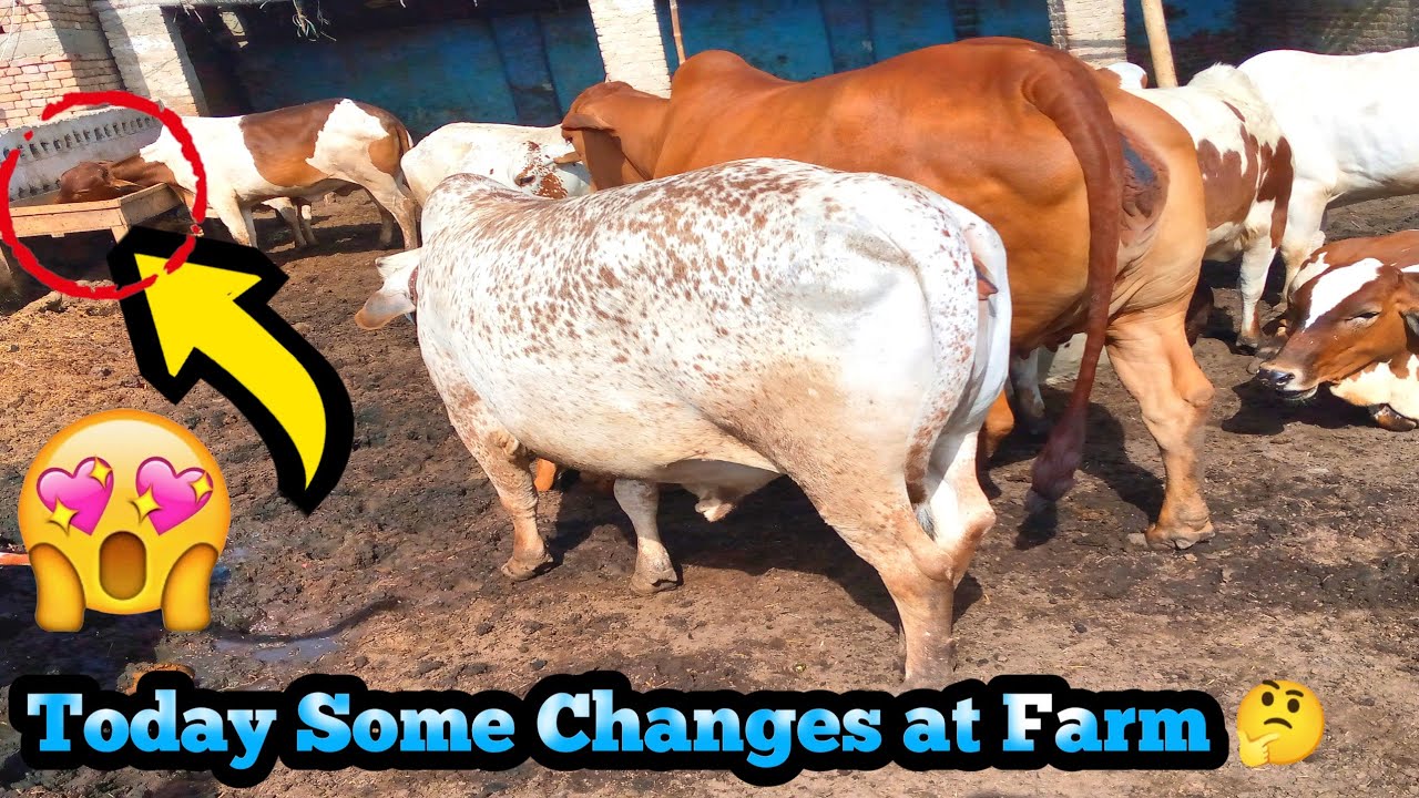 Some New Changing at Farm 🔥😉 Brothers Cattle Farm 13rd Ramadan 🔥