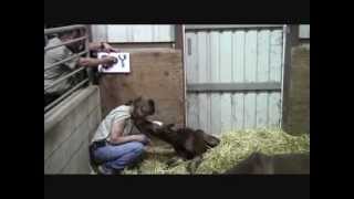 Name the Baby Colt - CCSPCA Contest