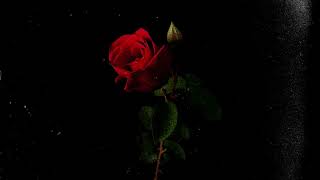 (FREE) Drake x The Weeknd Type Beat - Red Roses Ft. Travis Scott chords