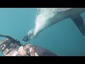 Wild dolphin does something unbelievable