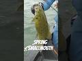 Shallow Spring Smallmouth #fishing #bassfishing