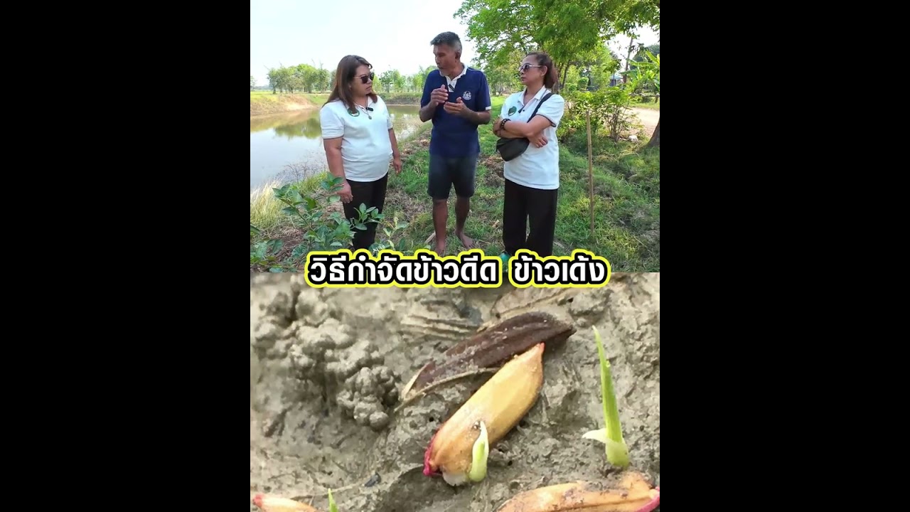 วิธีกำจัดข้าวดีด ทำตามคลิปนี้ลดข้าวดีดได้จริง