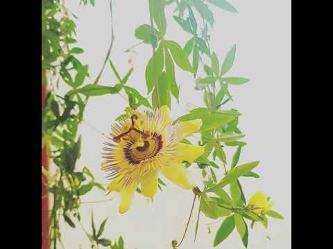 [TJ노래방라운지] 그대앞에서 - 먼데이키즈