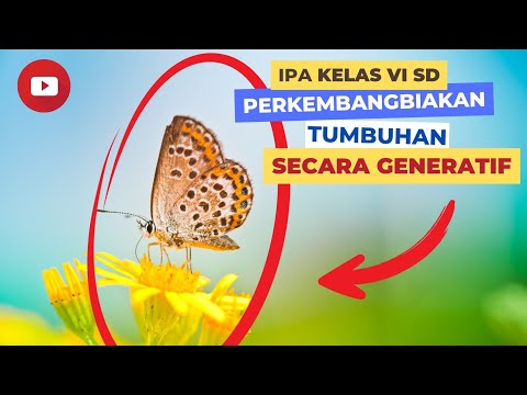 Video: Bagaimana Bunga Berkembang Biak