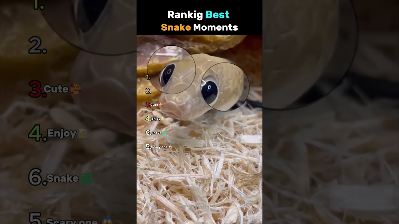Ranking Best Snake Moments