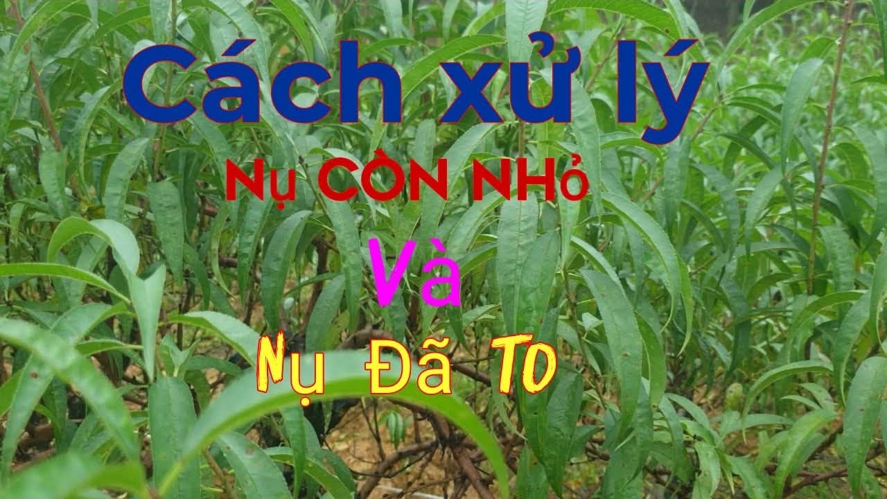 Cách xử lý khi nụ đào đã to và nụ còn bé