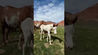 Six new foals already this spring at Red Hills Ranch