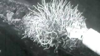 Tubeworms on piroscafo Catania