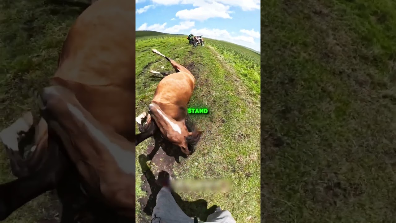 The horse was stuck😨