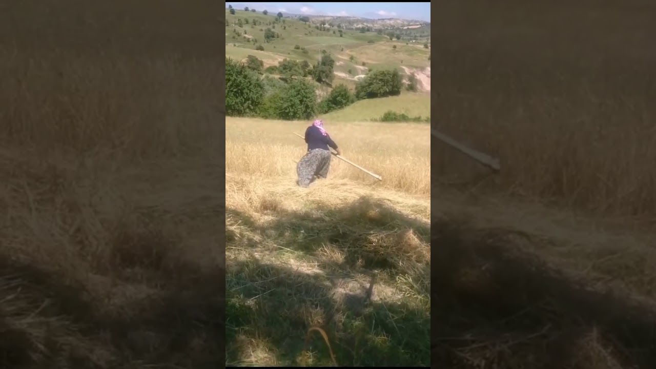 Ekin ektim tarlaya...