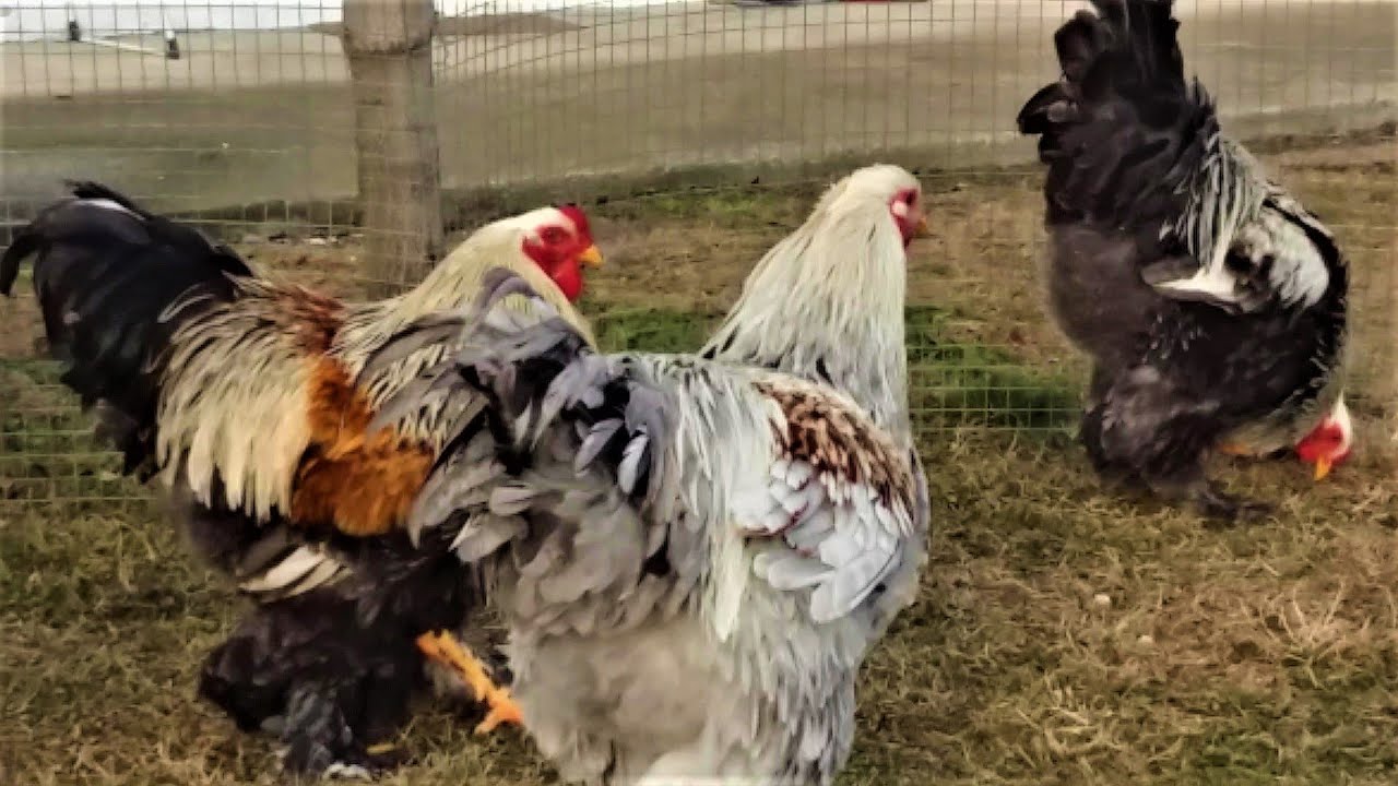 BRAHMA YOUNG ROOSTERS SALMON SPLASH BSO & BSO SPLASH