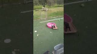 Poodle puppies 8 weeks playing in a baby pool by Spirit Poodles and Silken Windhounds 285 views 4 years ago 1 minute, 6 seconds