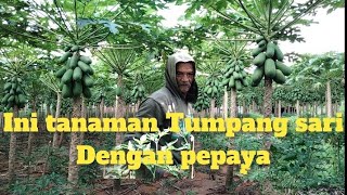 TANAMAN INI | TUMPANG SARI DENGAN PEPAYA | AMAN