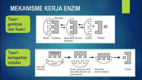 Jelaskan hubungan enzim dan suhu berdasarkan data yang terdapat pada grafik tersebut dengan tepat