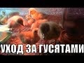 УХОД ЗА СУТОЧНЫМИ ГУСЯТАМИ/СТРОИМ ЖИЗНЬ