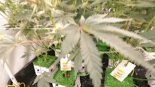 Day 32 - Vegetative crop steering bulking these girls out beautifully + Plant density comparisons.