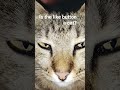 #cat