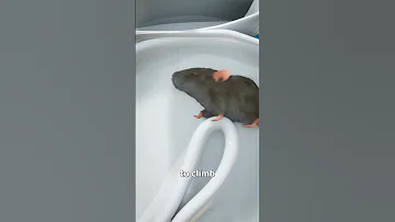 How Mice Get Into Your Toilet 🐭🚽