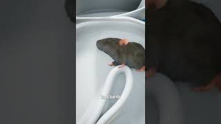 How Mice Get Into Your Toilet 