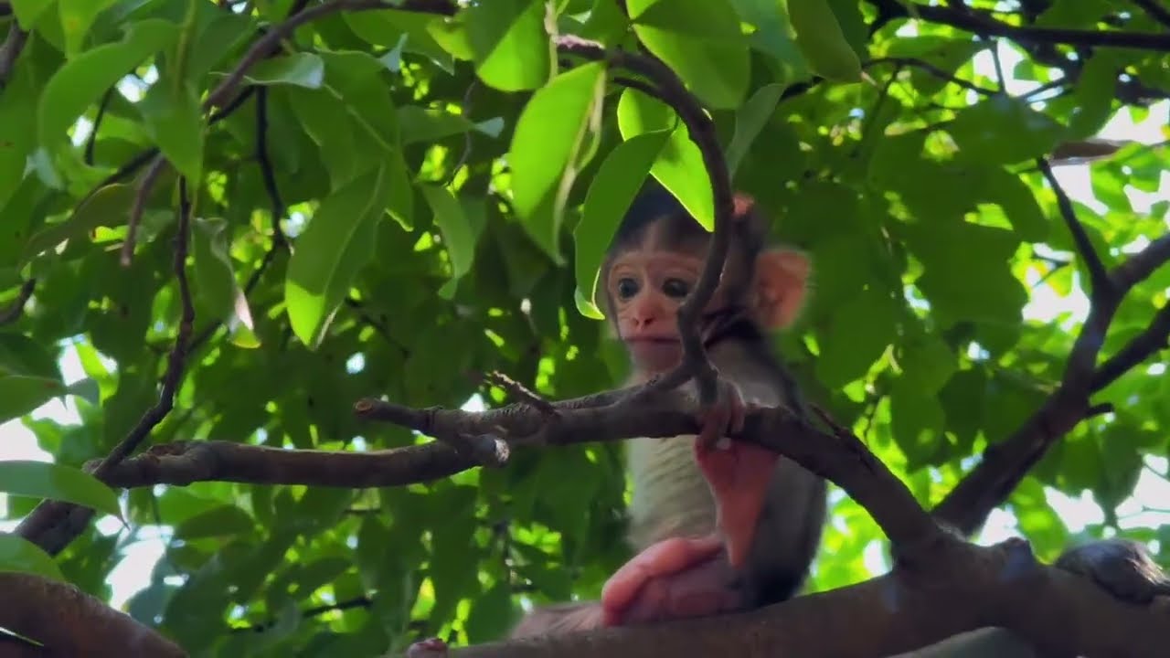 🔴 LIVE Poor Baby Monkey Crying Alone – The Most Touching Moments - YouTube