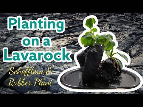 Video: Lava-en-veerrotsplanters - Groeiende plante in vulkaniese gesteentes