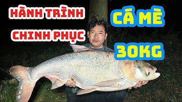Hành trình chinh phục cá mè tự nhiên 3x phần 1 