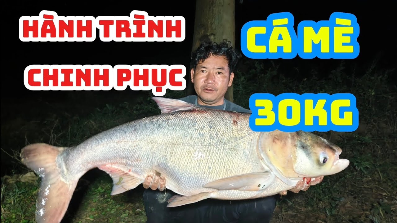 Hành trình chinh phục cá mè tự nhiên 3x phần 1 